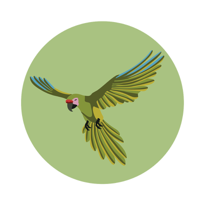 Macaw — Adhesive PopGrip